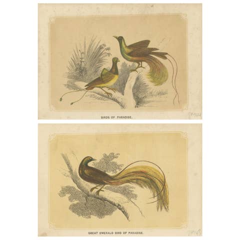 Set of 2 Antique Bird Prints, Bird of Paradise, by Bicknell 'circa 1855'