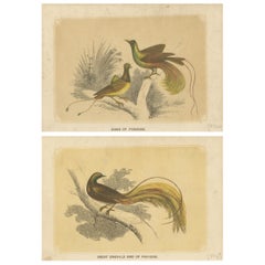 Set di 2 stampe antiche di uccelli, Uccello del Paradiso, di Bicknell "circa 1855