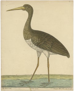 Set of 2 Antique Bird Prints by Albin, c.1738