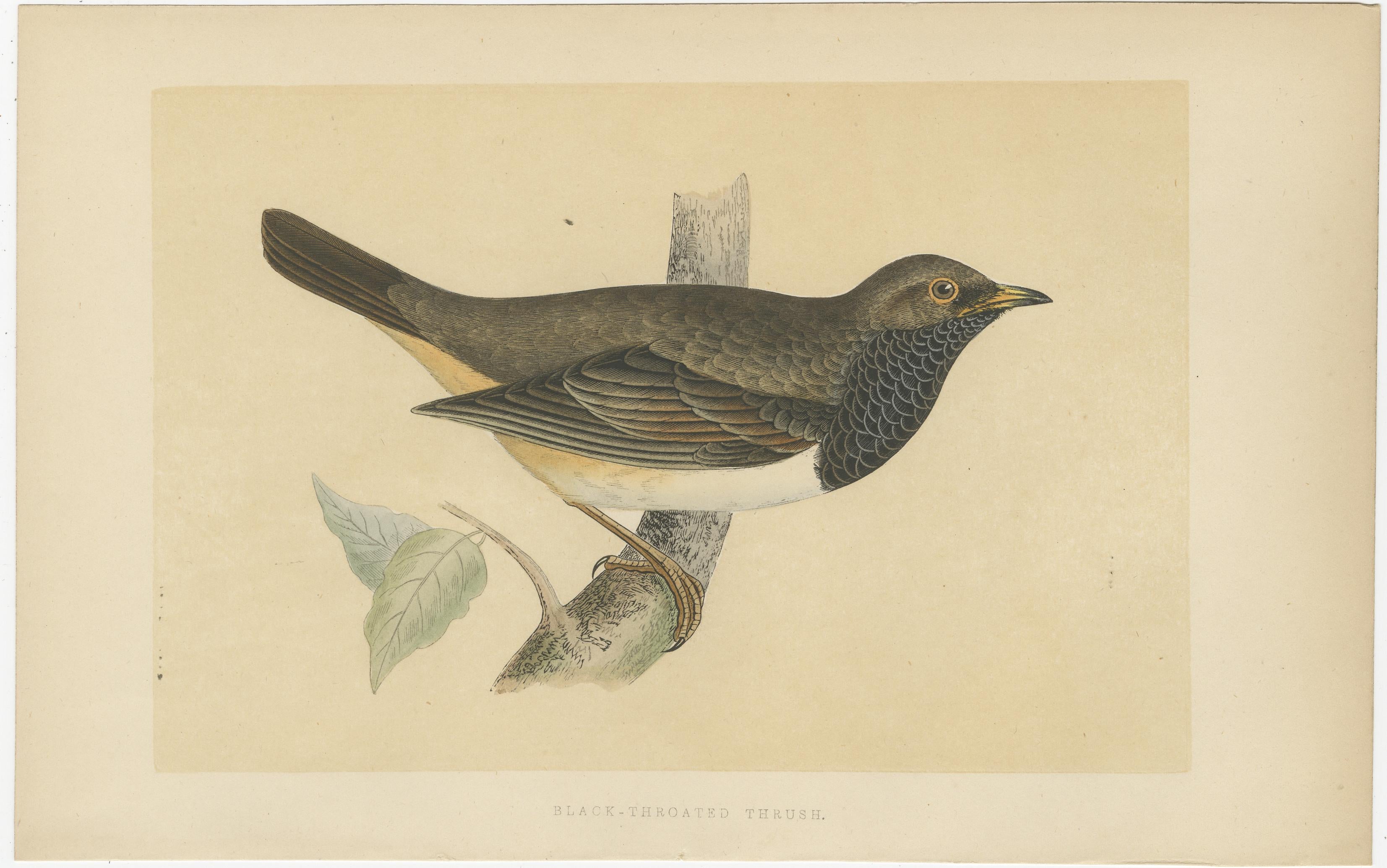 Set of two antique birds prints titled 'Pale Thrush' and 'Black-Throated Thrush'. Original old bird prints of a pale thrush and black-throated thrush. These prints originate from 'A history of the birds of Europe, not observed in the British Isles'