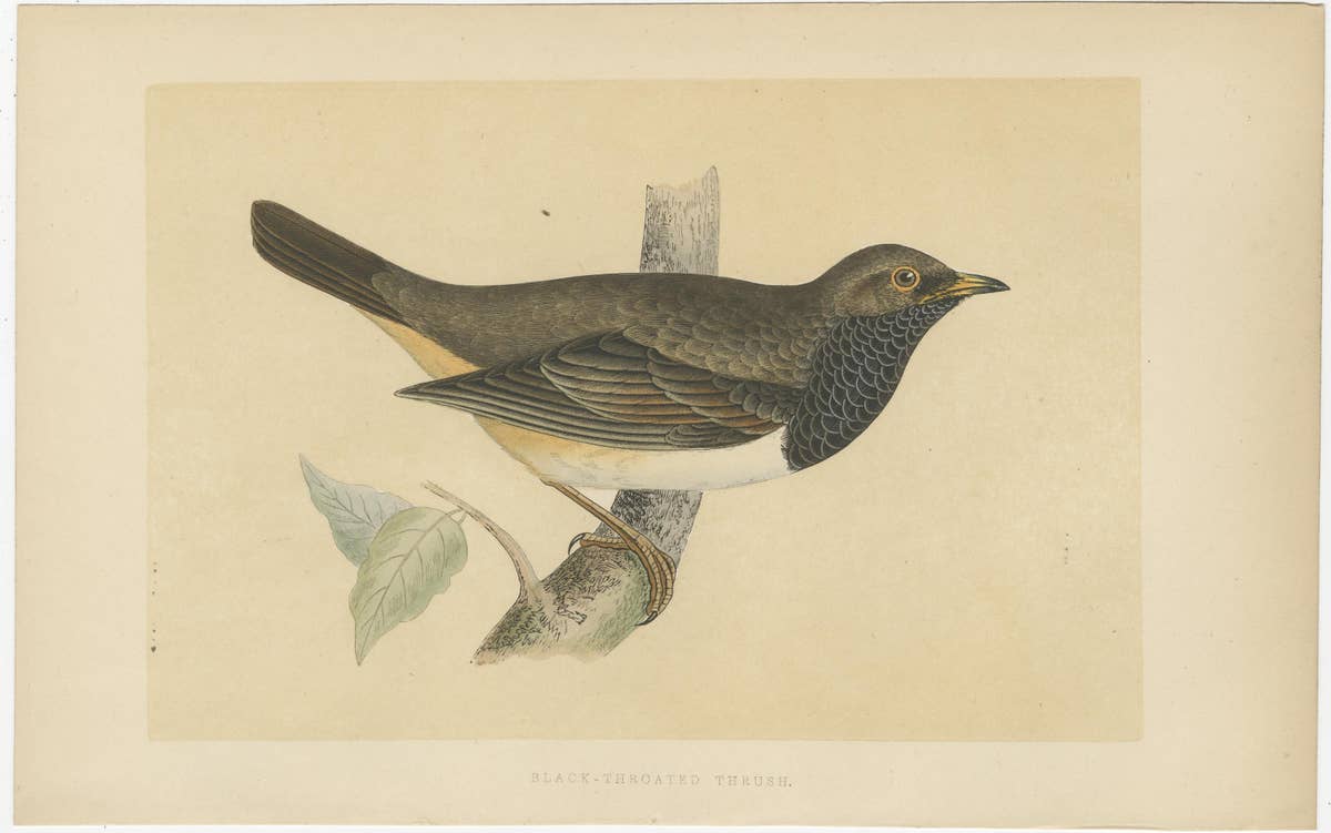Set of 2 Antique Bird Prints of a Pale Thrush and Black-Throated Thrush