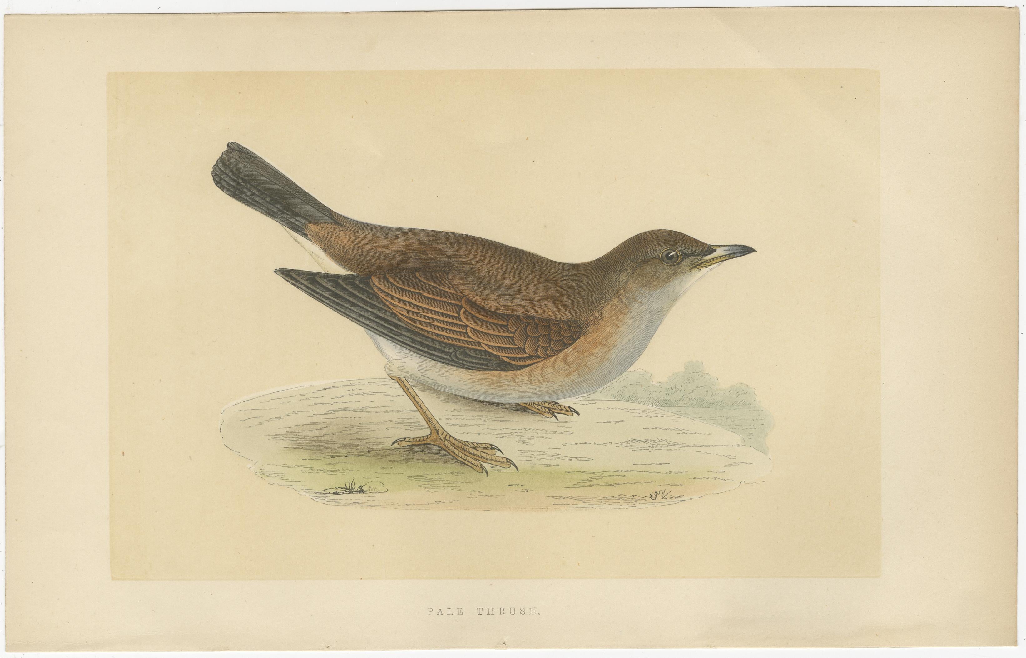 Set of 2 Antique Bird Prints of a Pale Thrush and Black-Throated Thrush In Good Condition For Sale In Langweer, NL