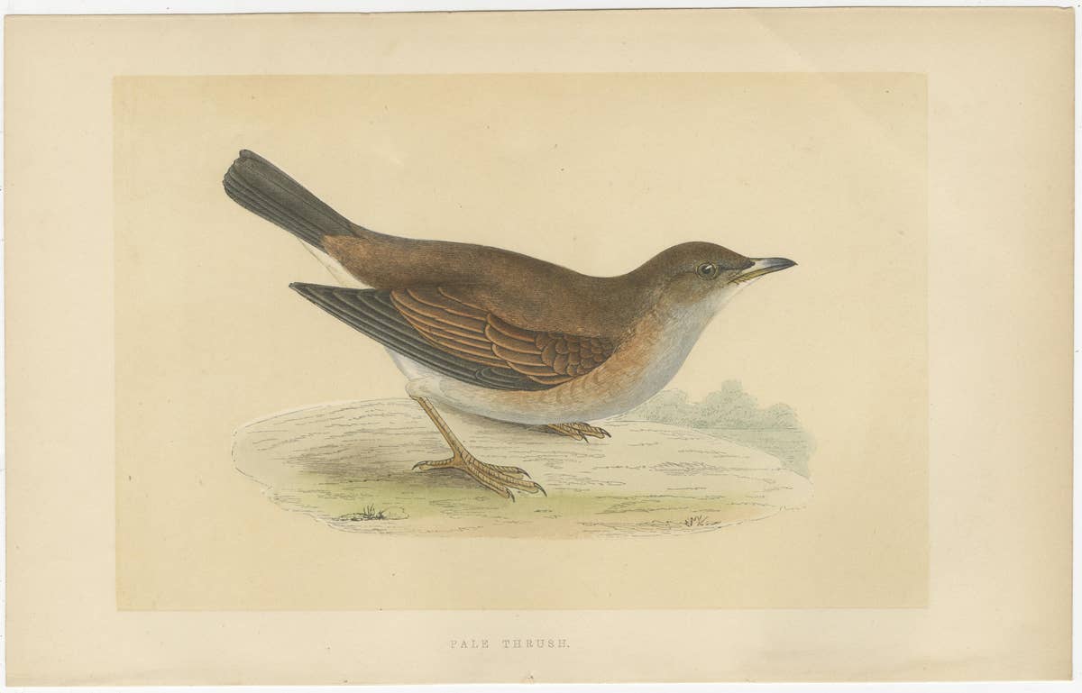 Set of 2 Antique Bird Prints of a Pale Thrush and Black-Throated Thrush