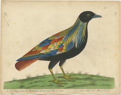 Set of 2 Antique Bird Prints of Pigeons from the region of Pegu, Myanmar, 1740