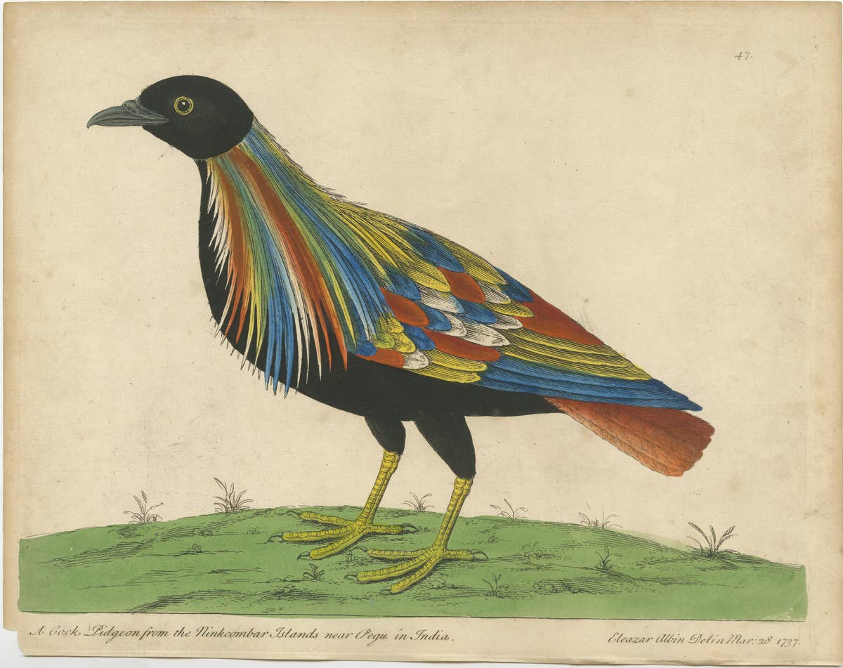 Set of 2 Antique Bird Prints of Pigeons from the region of Pegu, Myanmar, 1740