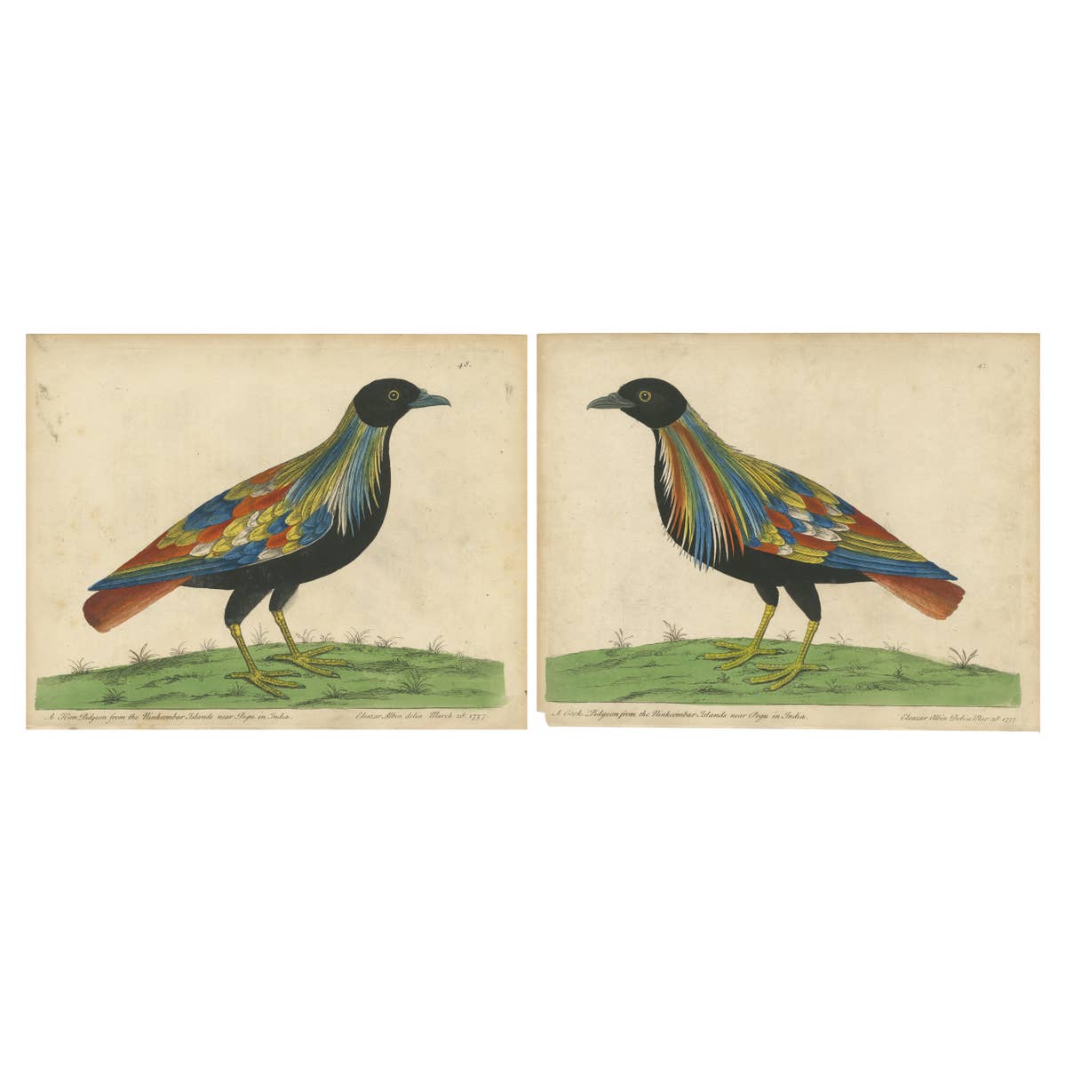 Set of 2 Antique Bird Prints of Pigeons from the region of Pegu, Myanmar, 1740