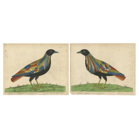 Set of 2 Antique Bird Prints of Pigeons from the region of Pegu, Myanmar, 1740