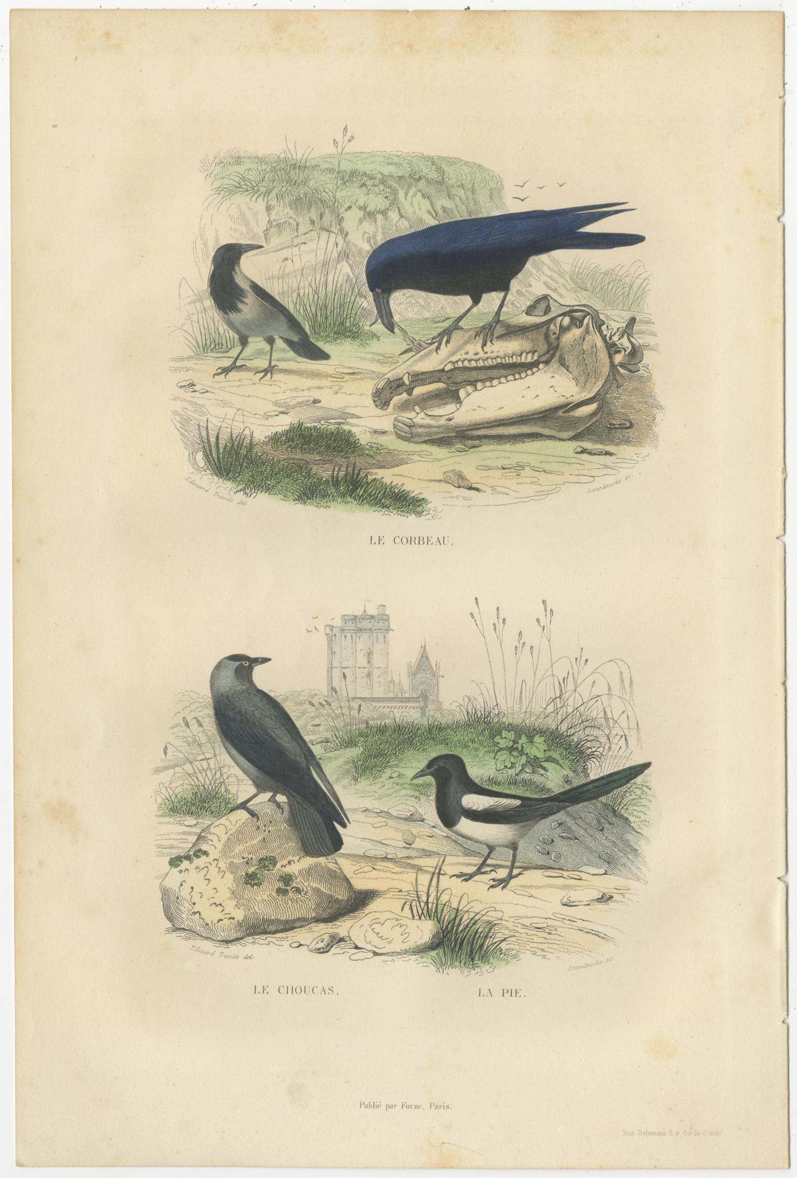 Set of two antique bird prints titled 'Le Corbeau - Le Choucas, Le Rossignol - La petite Charbonniere'. It shows the Rave, Western Jackdaw, the Nightingale and other birds. These prints originate from 'Oeuvres completes de Buffon' published circa