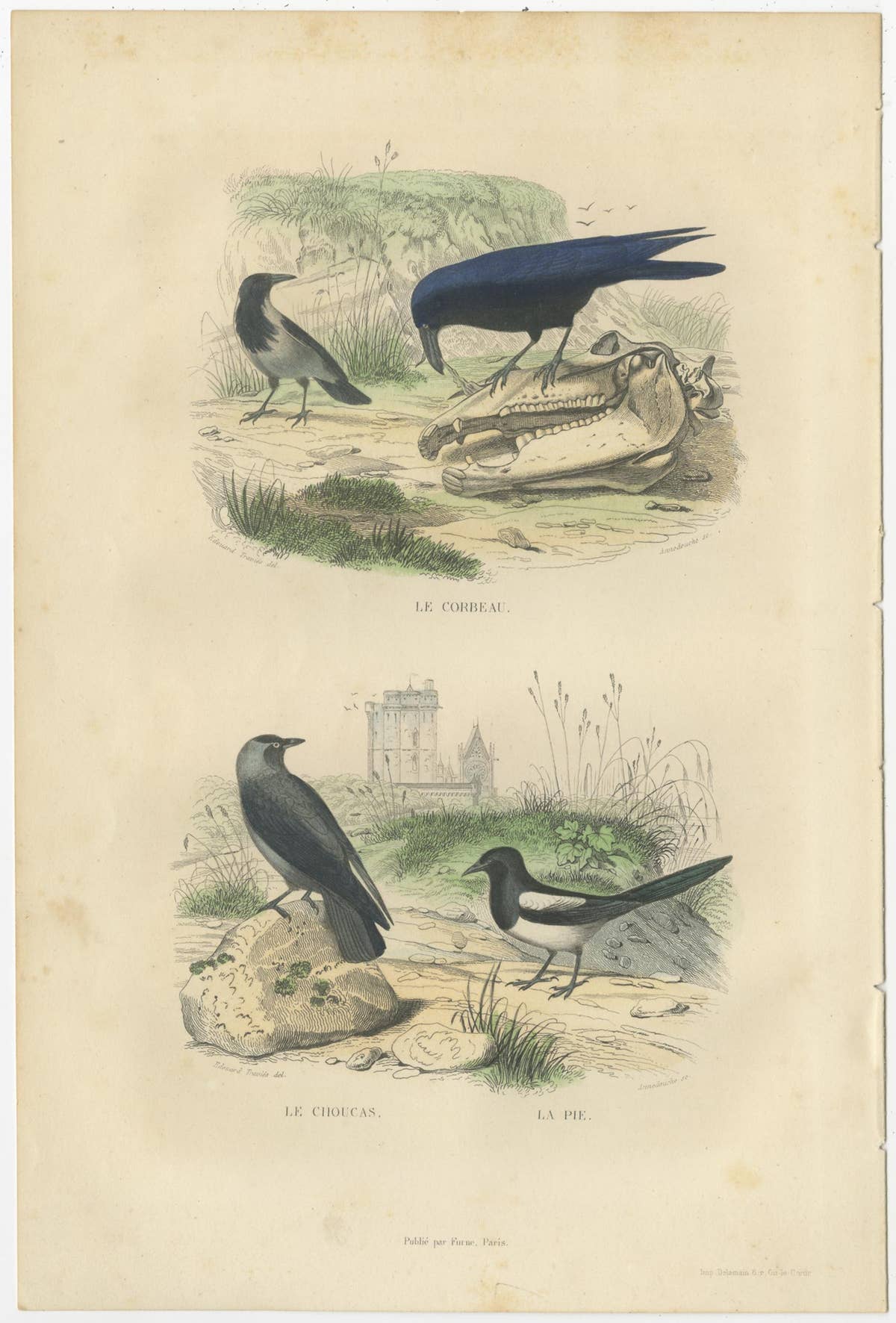 Set of 2 Antique Bird Prints Rave, Western Jackdaw, Nightingale by Buffon