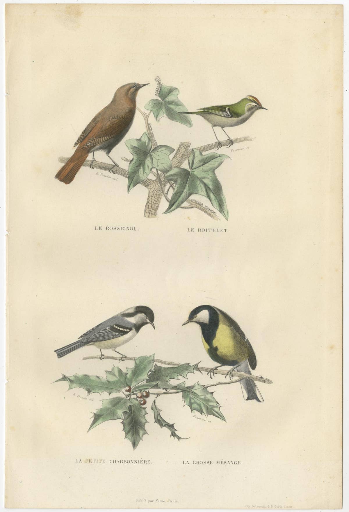 Set of 2 Antique Bird Prints Rave, Western Jackdaw, Nightingale by Buffon