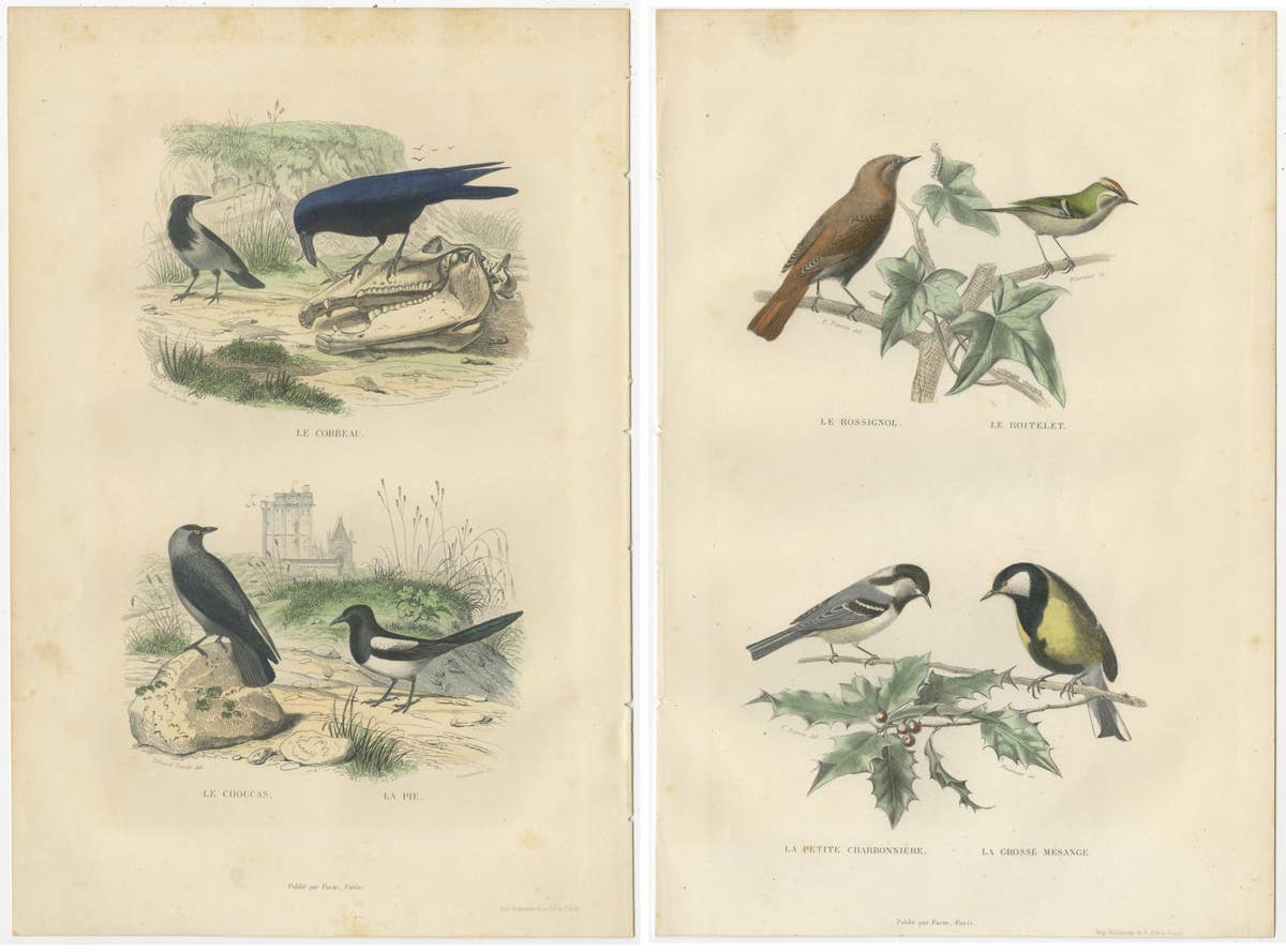 Set of 2 Antique Bird Prints Rave, Western Jackdaw, Nightingale by Buffon