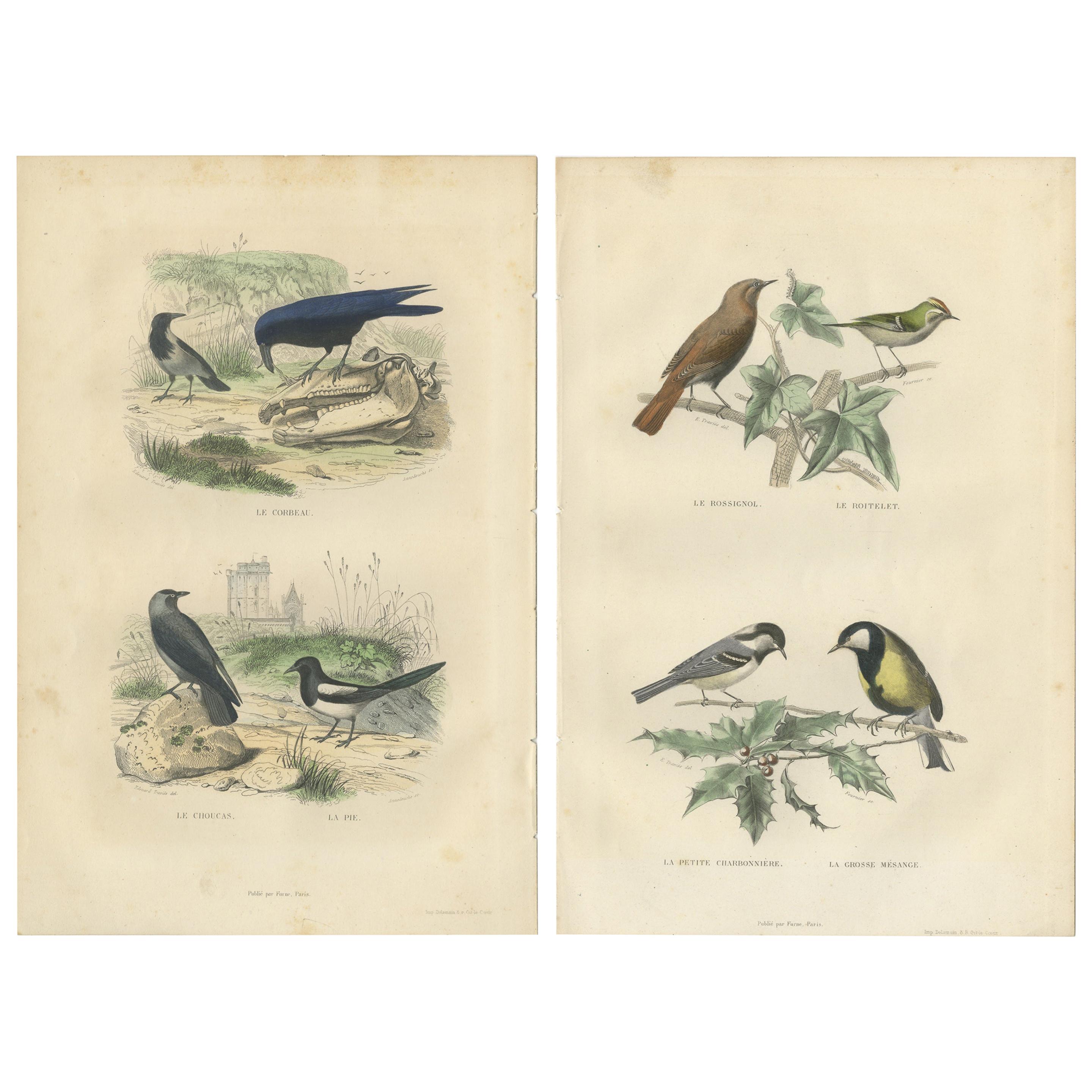 Set of 2 Antique Bird Prints Rave, Western Jackdaw, Nightingale by Buffon For Sale