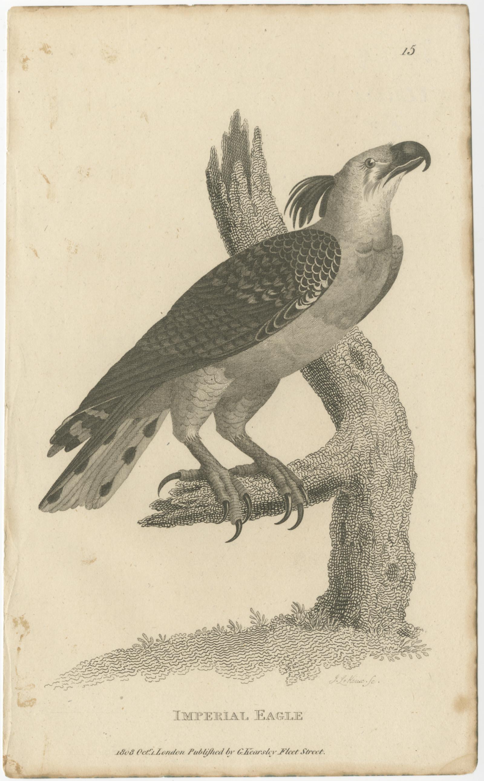 Set of two antique bird prints titled 'Imperial Eagle' and 'Auriculated Vulture'. Lithographs showing the imperial eagle and turkey vulture. These prints originates from volume 7 of 'General Zoology: or Systematic Natural History' by G. Shaw.