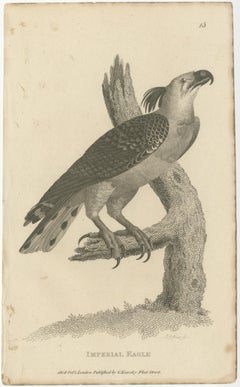 Set of 2 Antique Birds Prints of the Imperial Eagle and Turkey Vulture '1809'