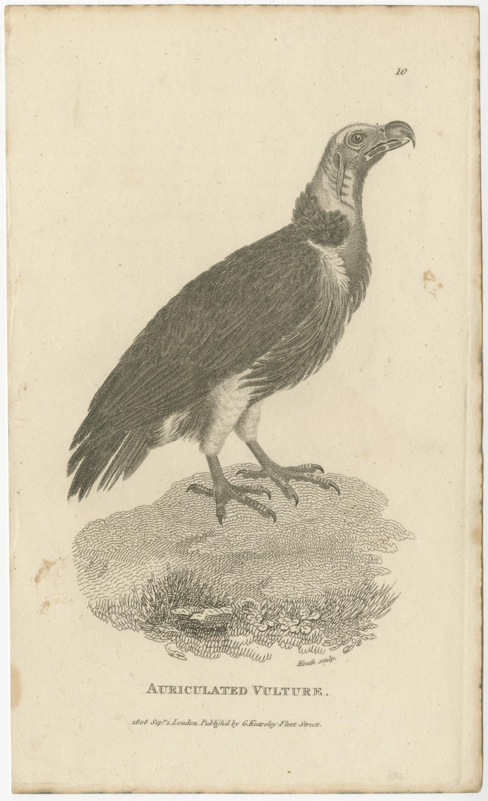Set of 2 Antique Birds Prints of the Imperial Eagle and Turkey Vulture '1809' In Good Condition For Sale In Langweer, NL
