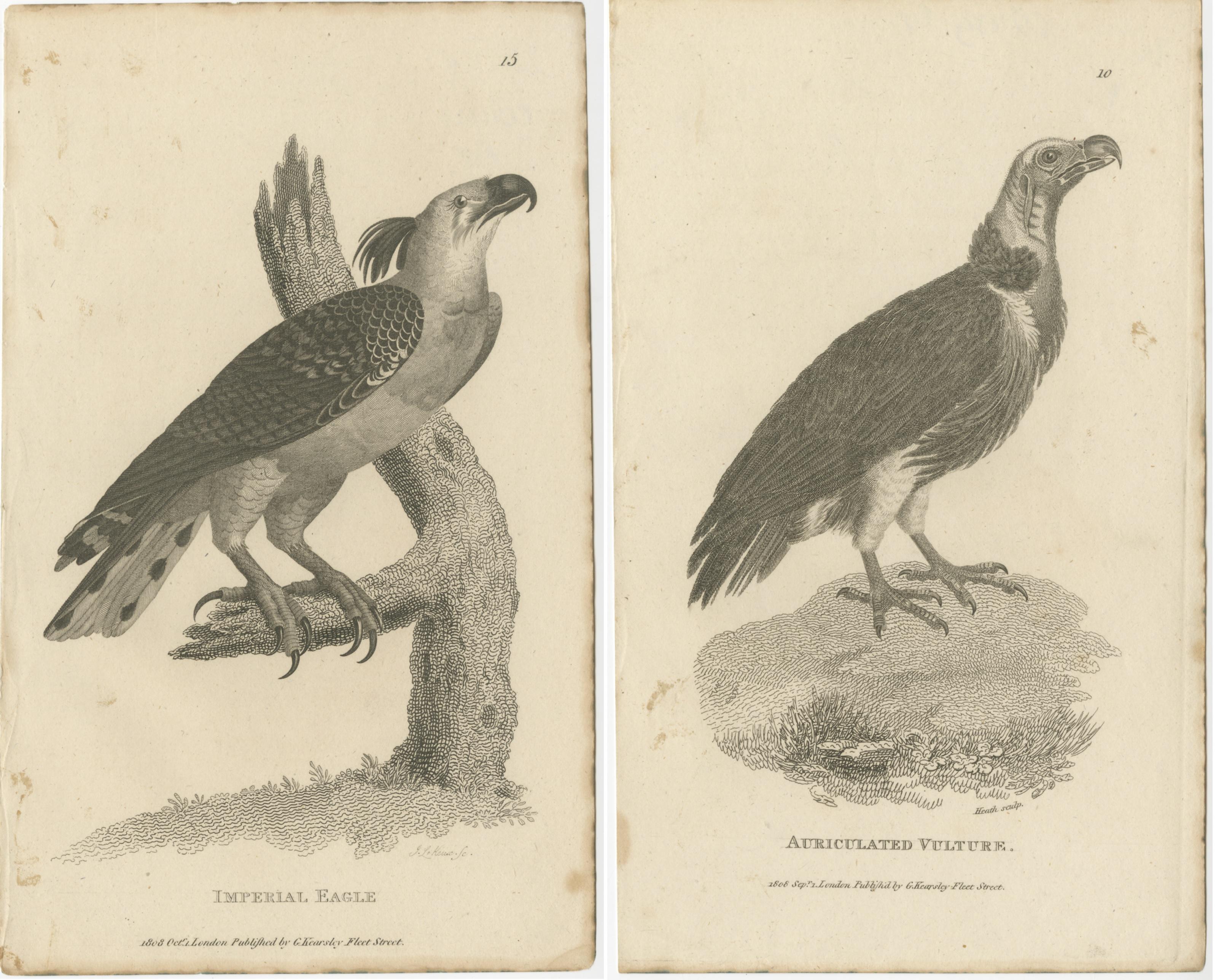 19th Century Set of 2 Antique Birds Prints of the Imperial Eagle and Turkey Vulture '1809' For Sale