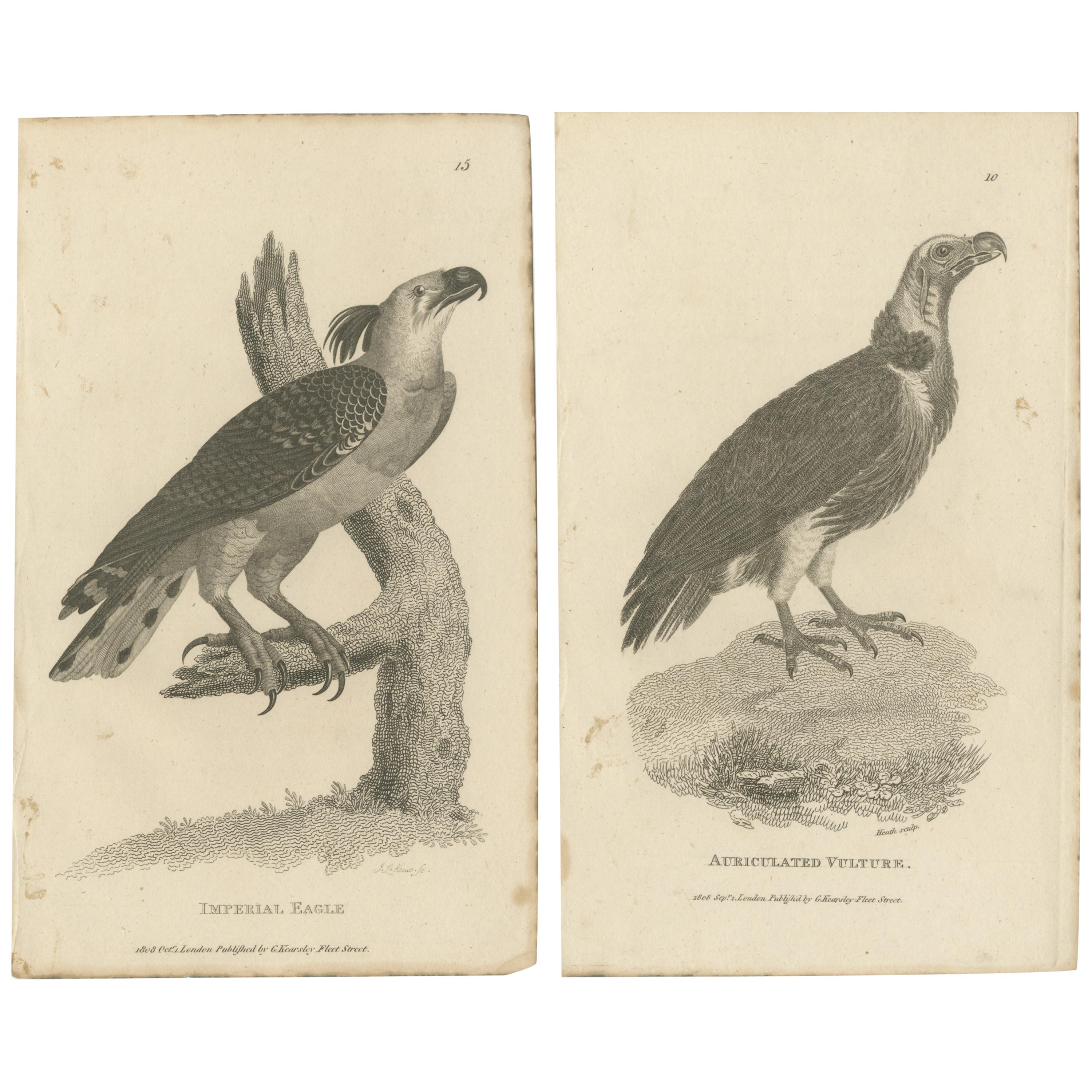 Set of 2 Antique Birds Prints of the Imperial Eagle and Turkey Vulture '1809'