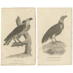 Ensemble de 2 anciennes estampes d'oiseaux représentant l'aigle impérial et la vulture de Turquie '1809'
