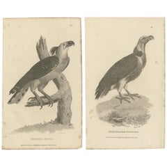 Set di 2 stampe antiche di uccelli dell'aquila imperiale e dell'avvoltoio del tacchino "1809