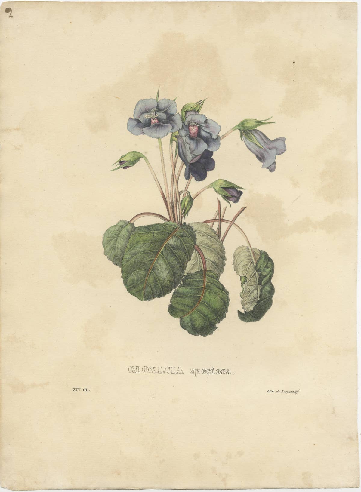 Set of 2 Antique Botanical Prints of Hibbertia Scandens and Sinningia Speciosa