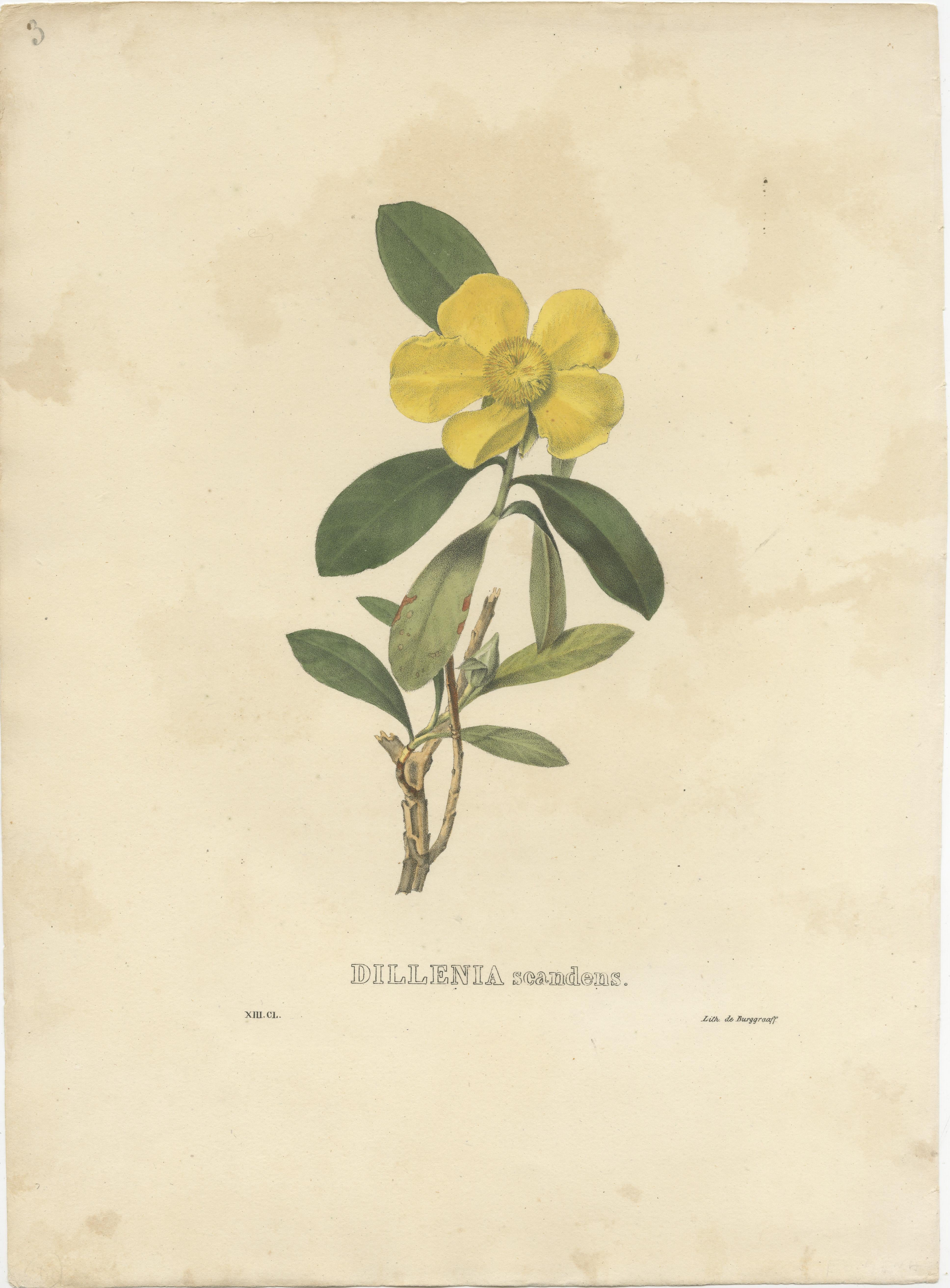 Set of 2 Antique Botanical Prints of Hibbertia Scandens and Sinningia Speciosa In Fair Condition For Sale In Langweer, NL