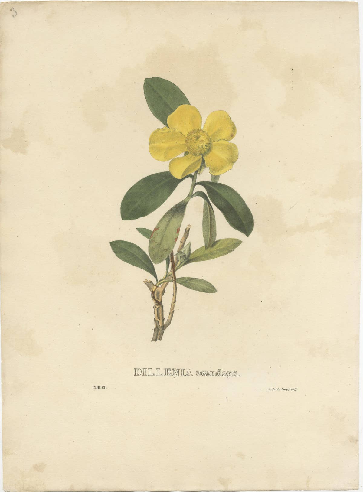 Set of 2 Antique Botanical Prints of Hibbertia Scandens and Sinningia Speciosa