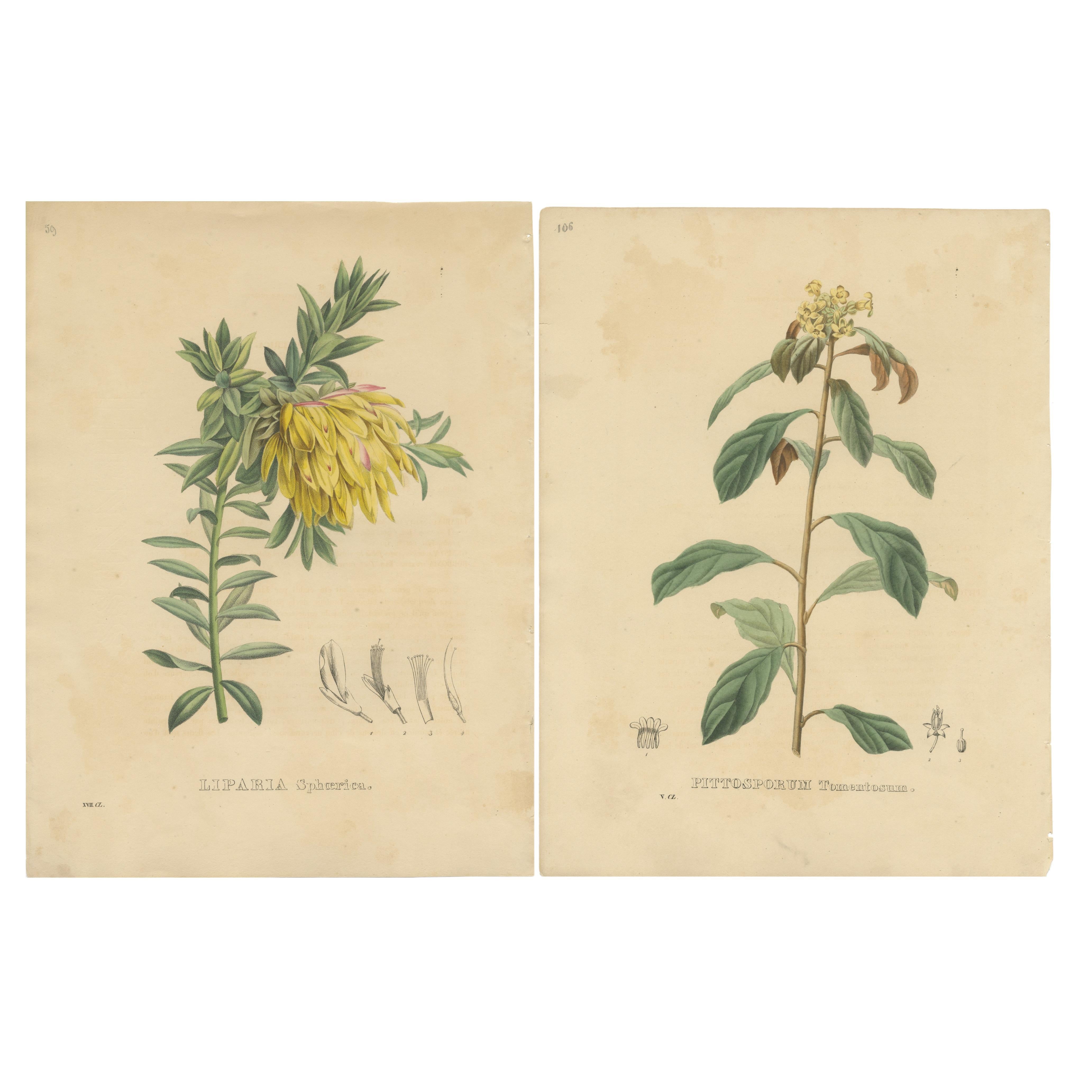 Set of 2 Antique Botanical Prints of Liparia and Pittosporum For Sale