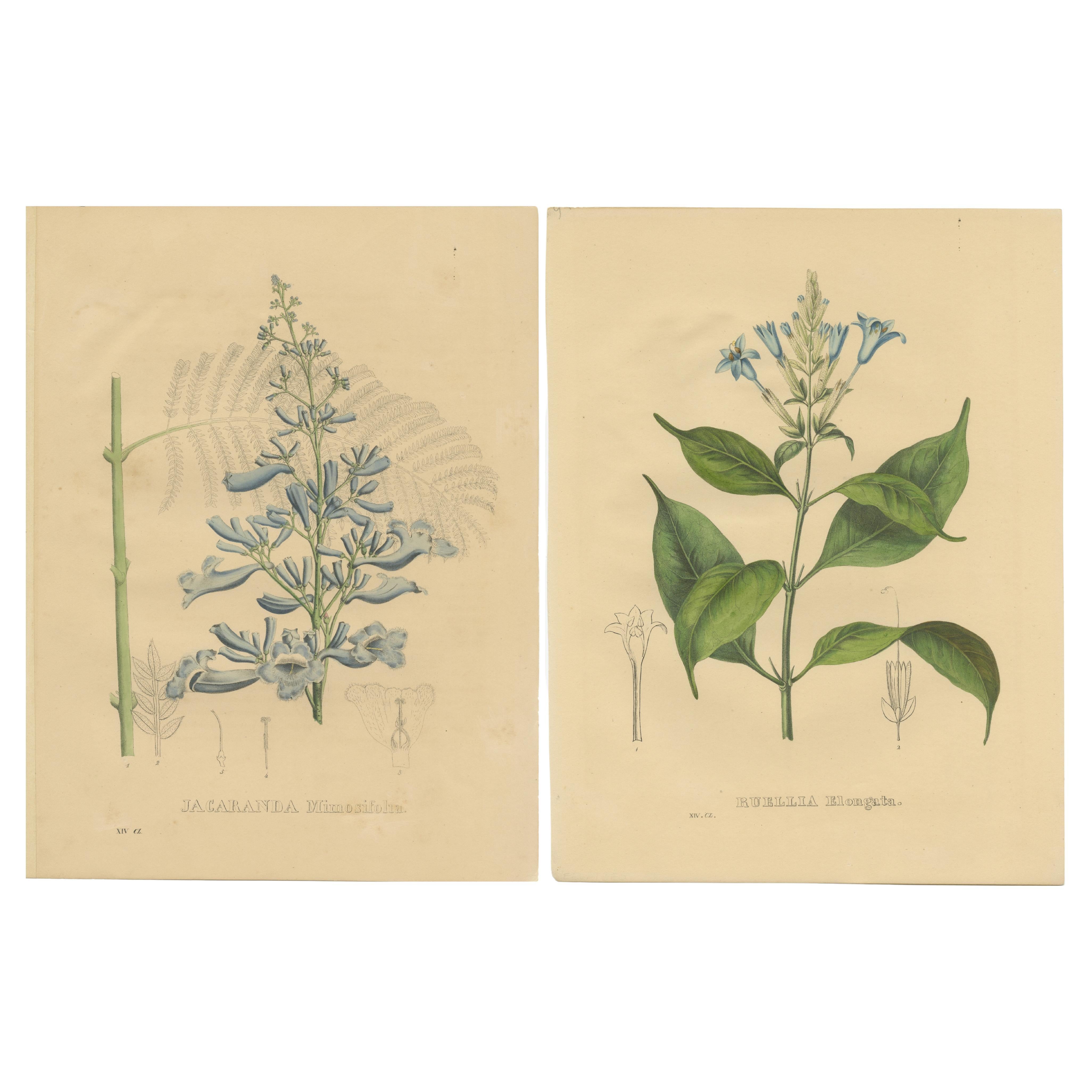 Set of 2 Antique Botanical Prints of the Jacaranda Mimosifolia and White Candles