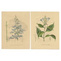 Set von 2 antiken botanischen Drucken der Jacaranda Mimosifolia und weißen Kerzen
