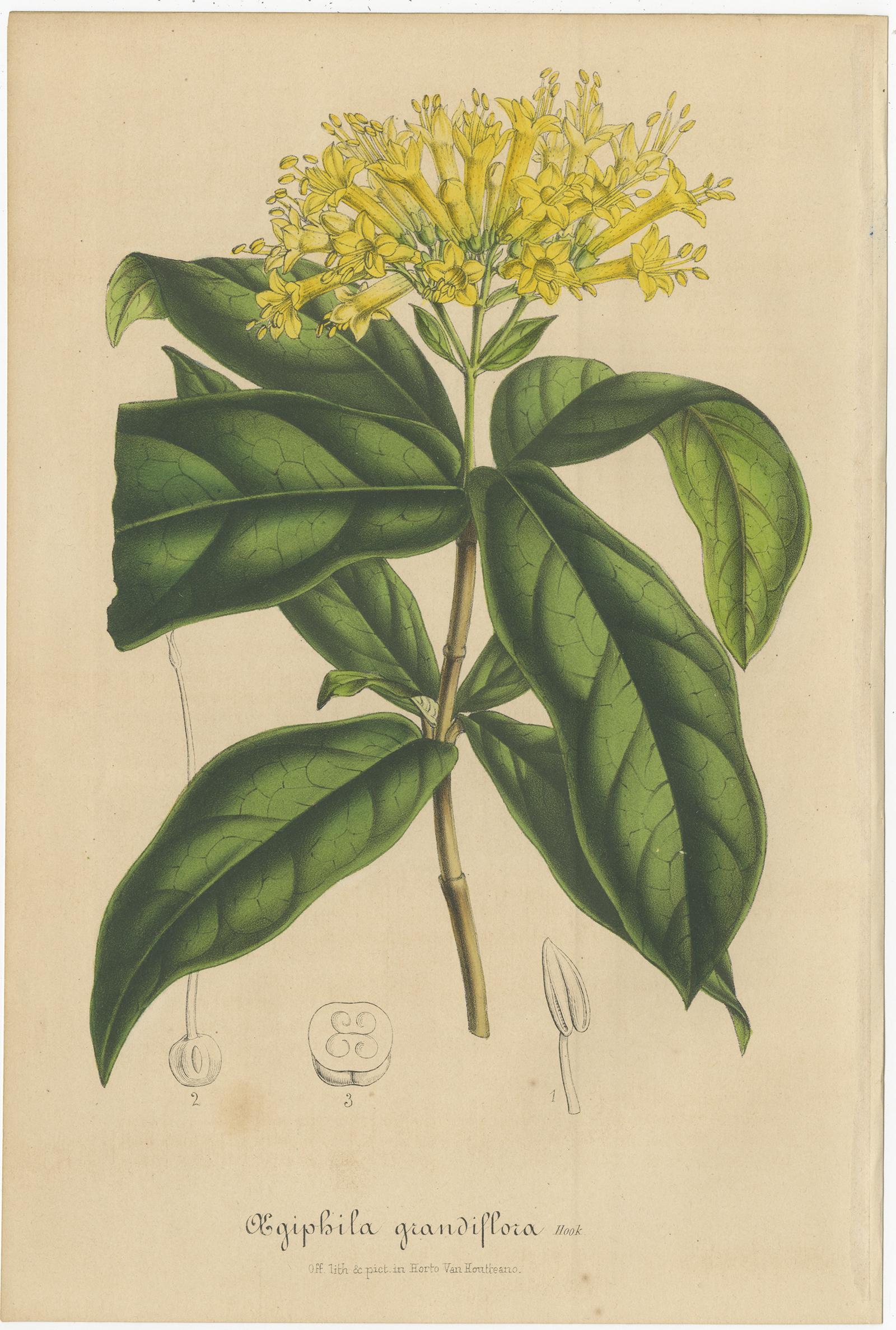Ensemble de deux gravures botaniques anciennes intitulées 'Aegiphila grandiflora - Lopimia malacophylla'. Il représente une espèce d'aegiphila et une espèce de malacophylla. Ces gravures proviennent du volume 4 de la 
