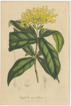 Set of 2 Antique Botany Prints, Aegiphila, Malacophylla by Van Houtte '1848'