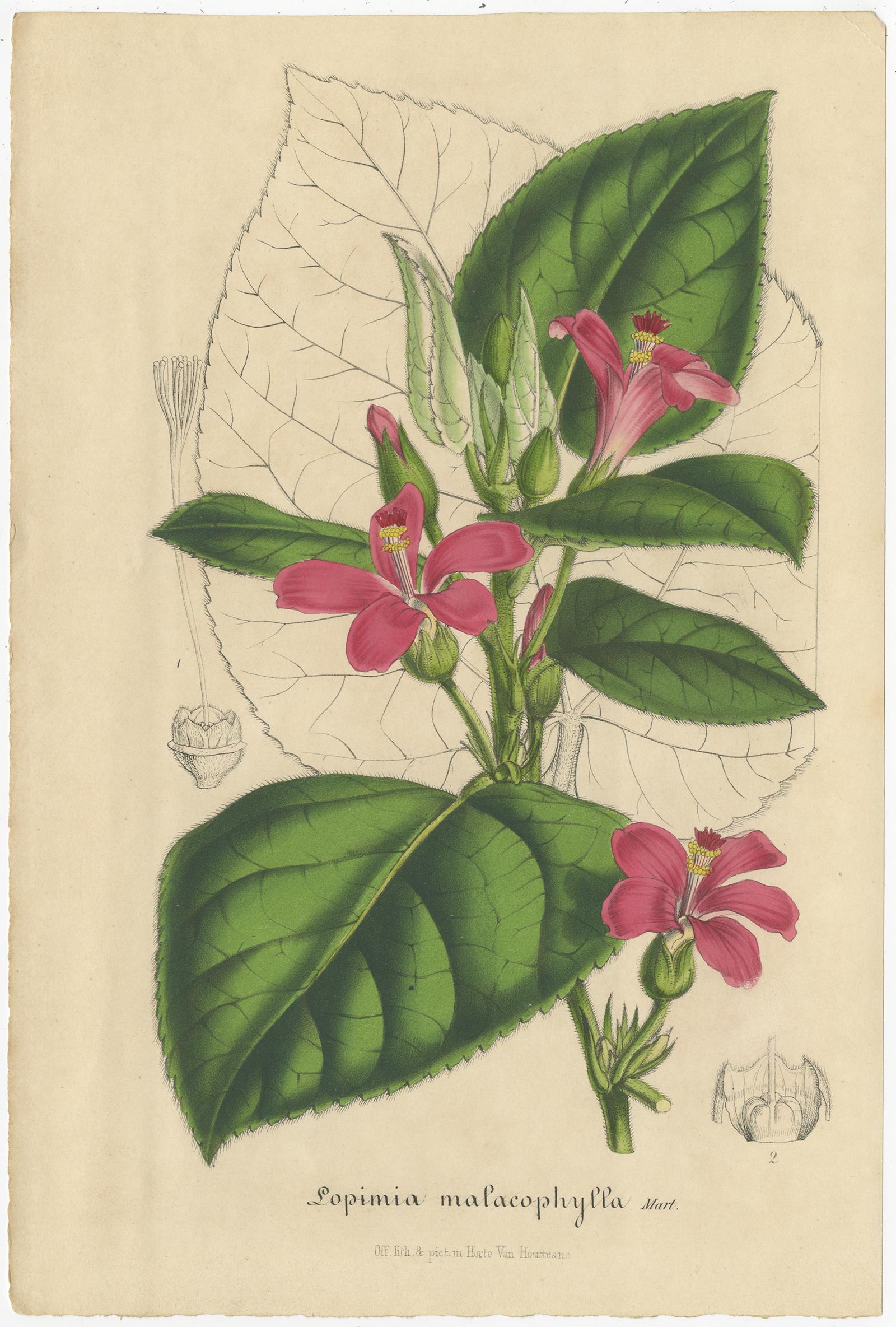 Ensemble de 2 gravures botaniques anciennes:: Aegiphila:: Malacophylla par Van Houtte '1848' Bon état - En vente à Langweer, NL