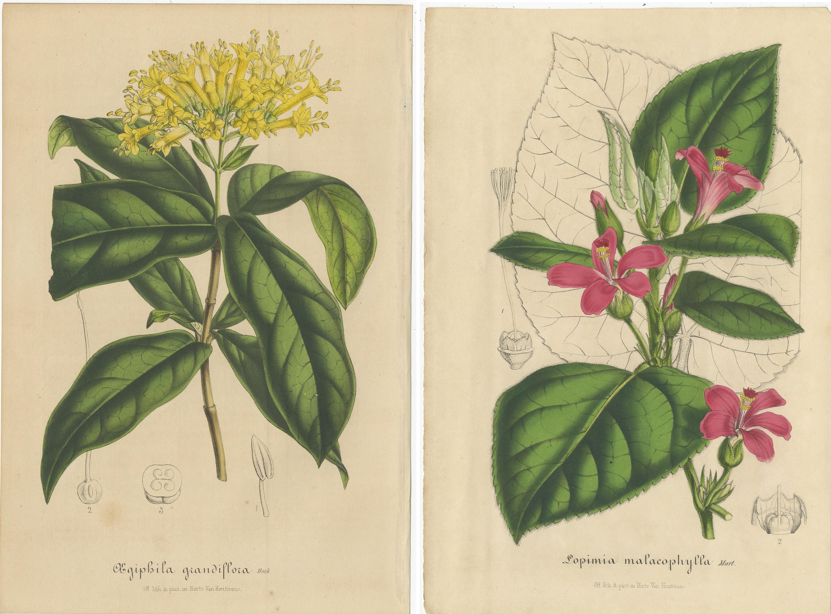 XIXe siècle Ensemble de 2 gravures botaniques anciennes:: Aegiphila:: Malacophylla par Van Houtte '1848' en vente