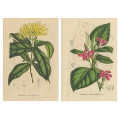 Ensemble de 2 gravures botaniques anciennes:: Aegiphila:: Malacophylla par Van Houtte '1848'