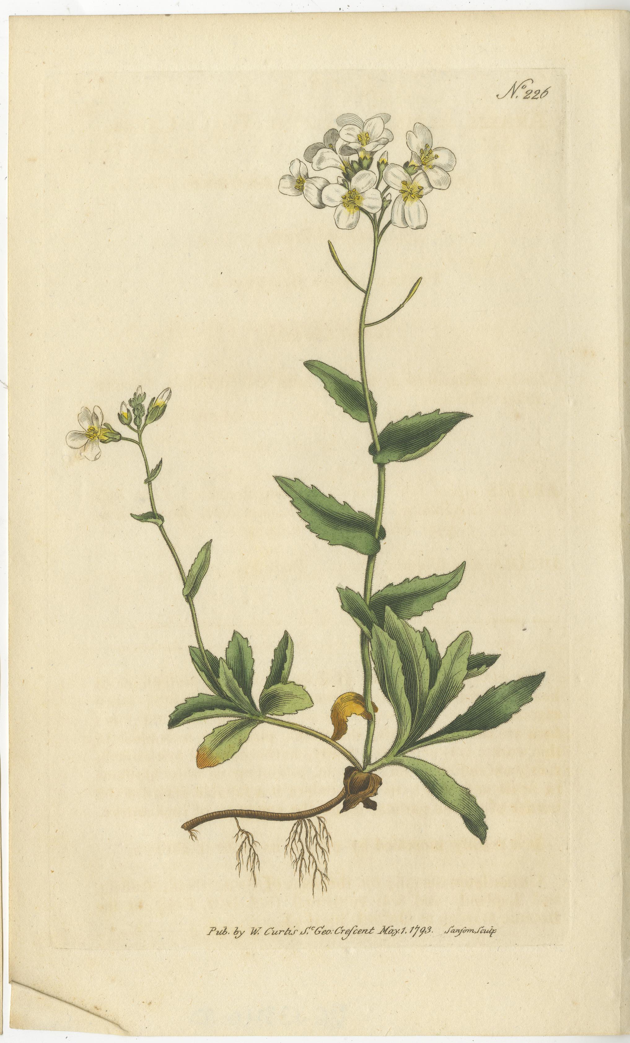 Set of two antique botany prints. It shows the Alpine Wall-Cress and Atamasco Lily. These prints originate from 'The Botanical Magazine; or Flower-Garden Displayed (..)' by William Curtis. Published 1794. 

The Botanical Magazine; or Flower-Garden