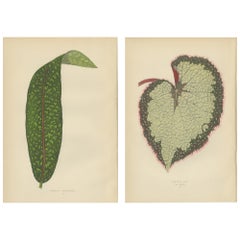 Set of 2 Antique Botany Prints, Begonia Rex, Pavetta Borbonica, '1891'