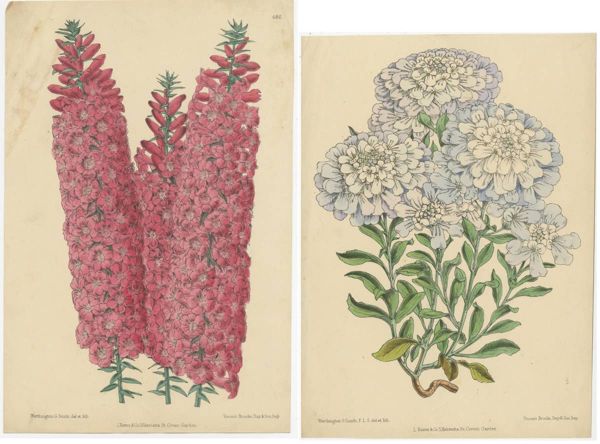 Set of 2 Antique Botany Prints by Reeve 'c.1870'