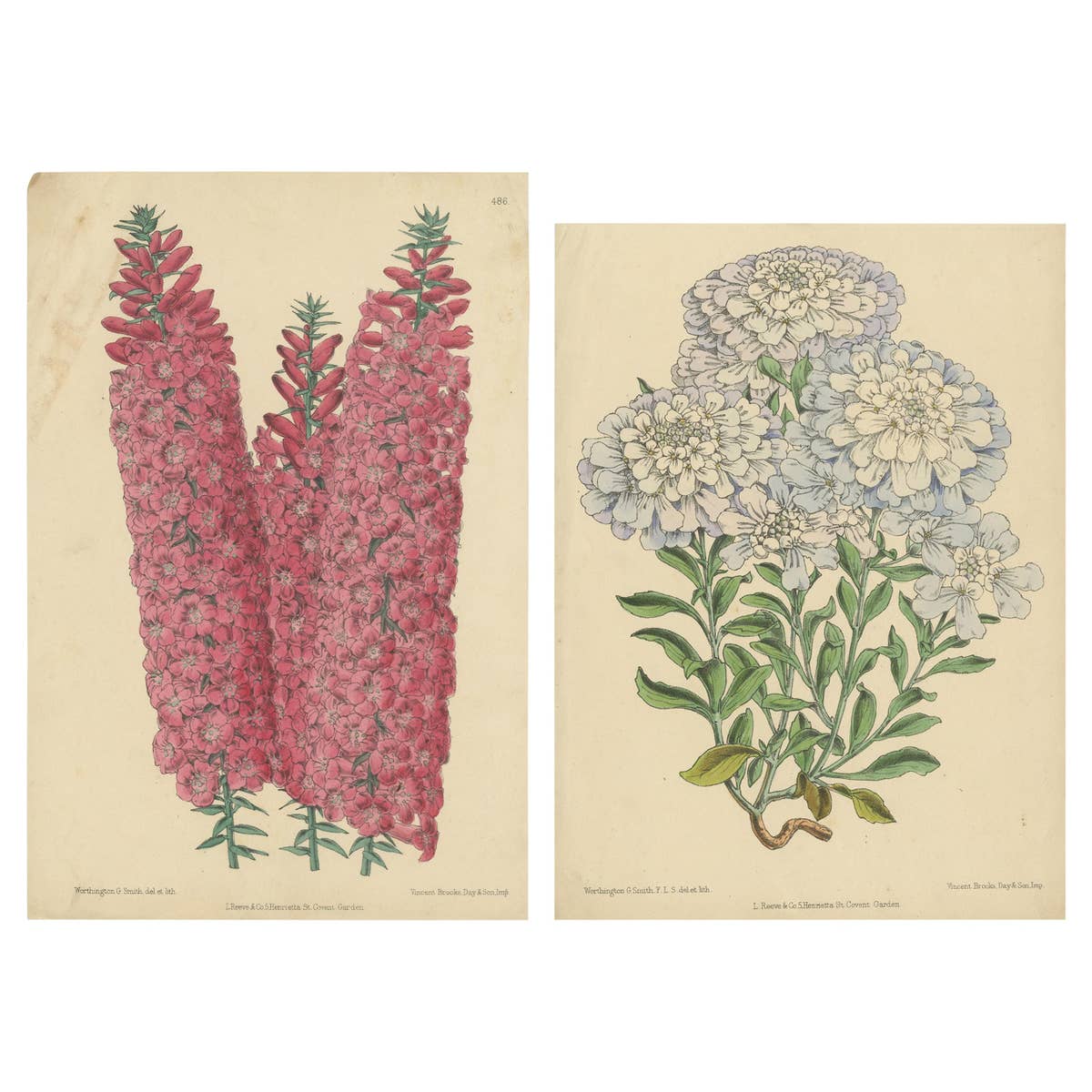 Set of 2 Antique Botany Prints by Reeve 'c.1870'