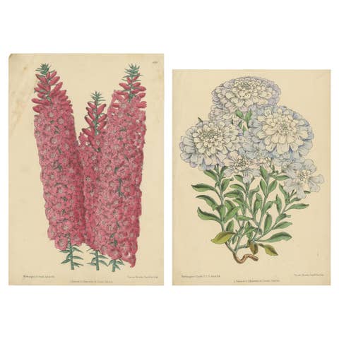 Set of 2 Antique Botany Prints by Reeve 'c.1870'