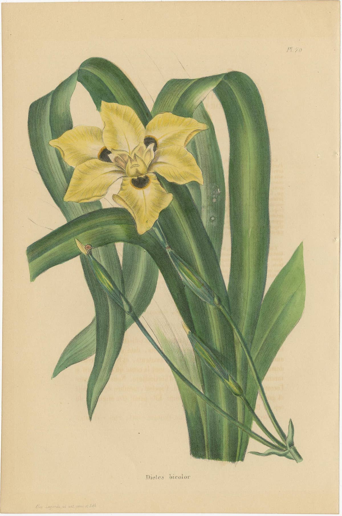 Set of 2 Antique Botany Prints, Dietes Bicolor Plant, Gompholobium '1846'