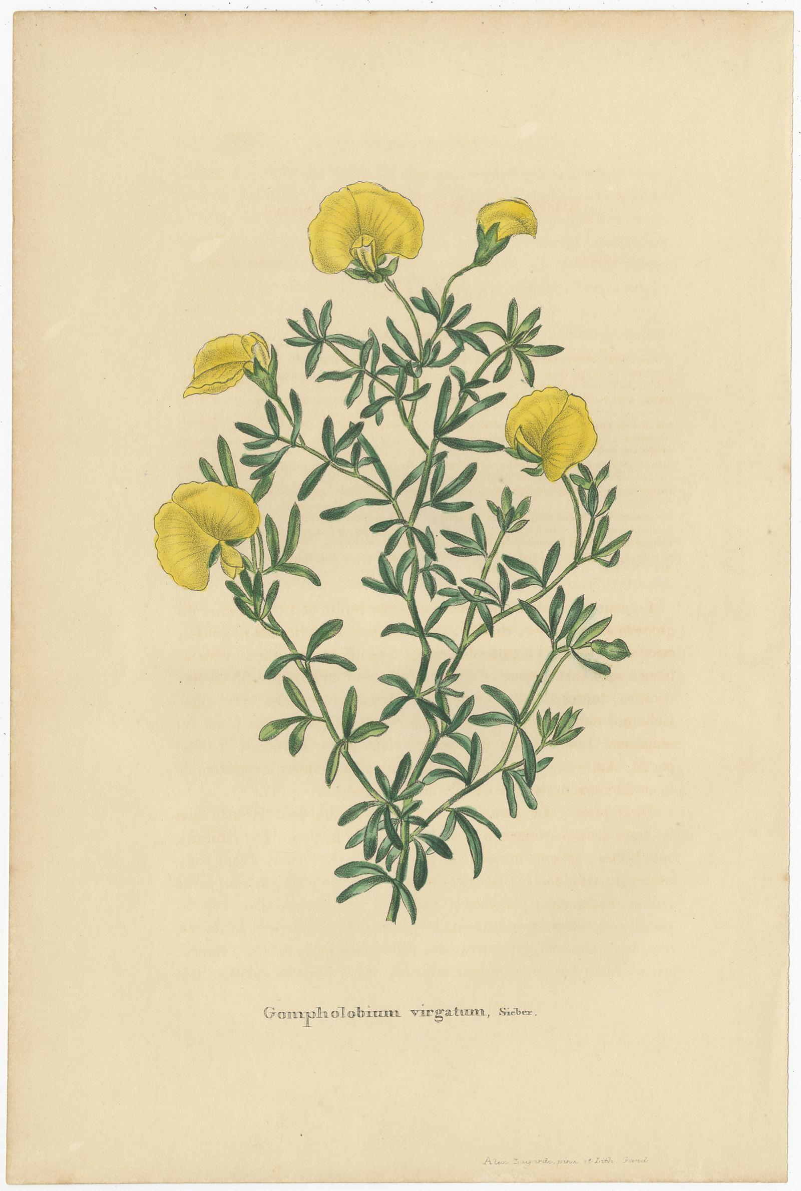 Ensemble de 2 gravures botaniques anciennes:: plante diététique bicolore:: Gompholobium '1846' Bon état - En vente à Langweer, NL