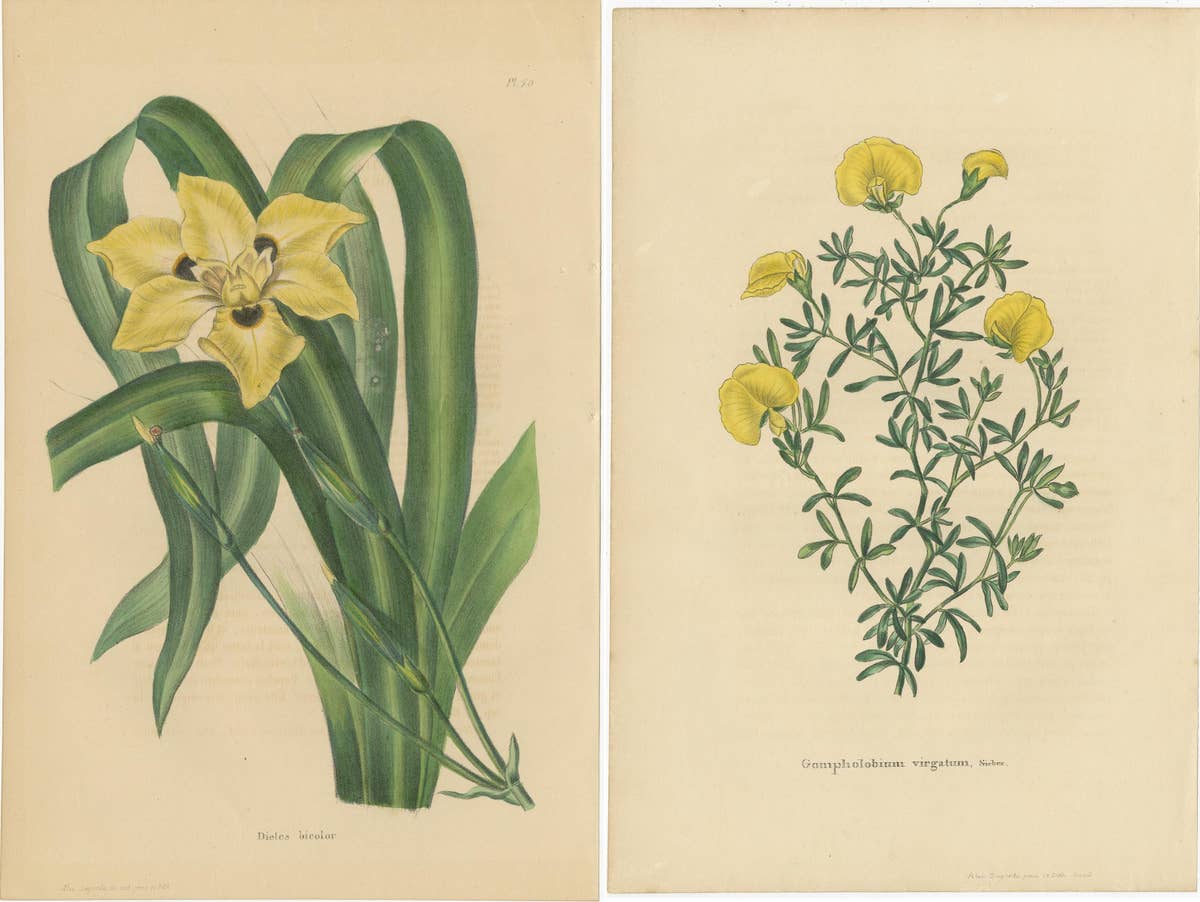 Set of 2 Antique Botany Prints, Dietes Bicolor Plant, Gompholobium '1846'