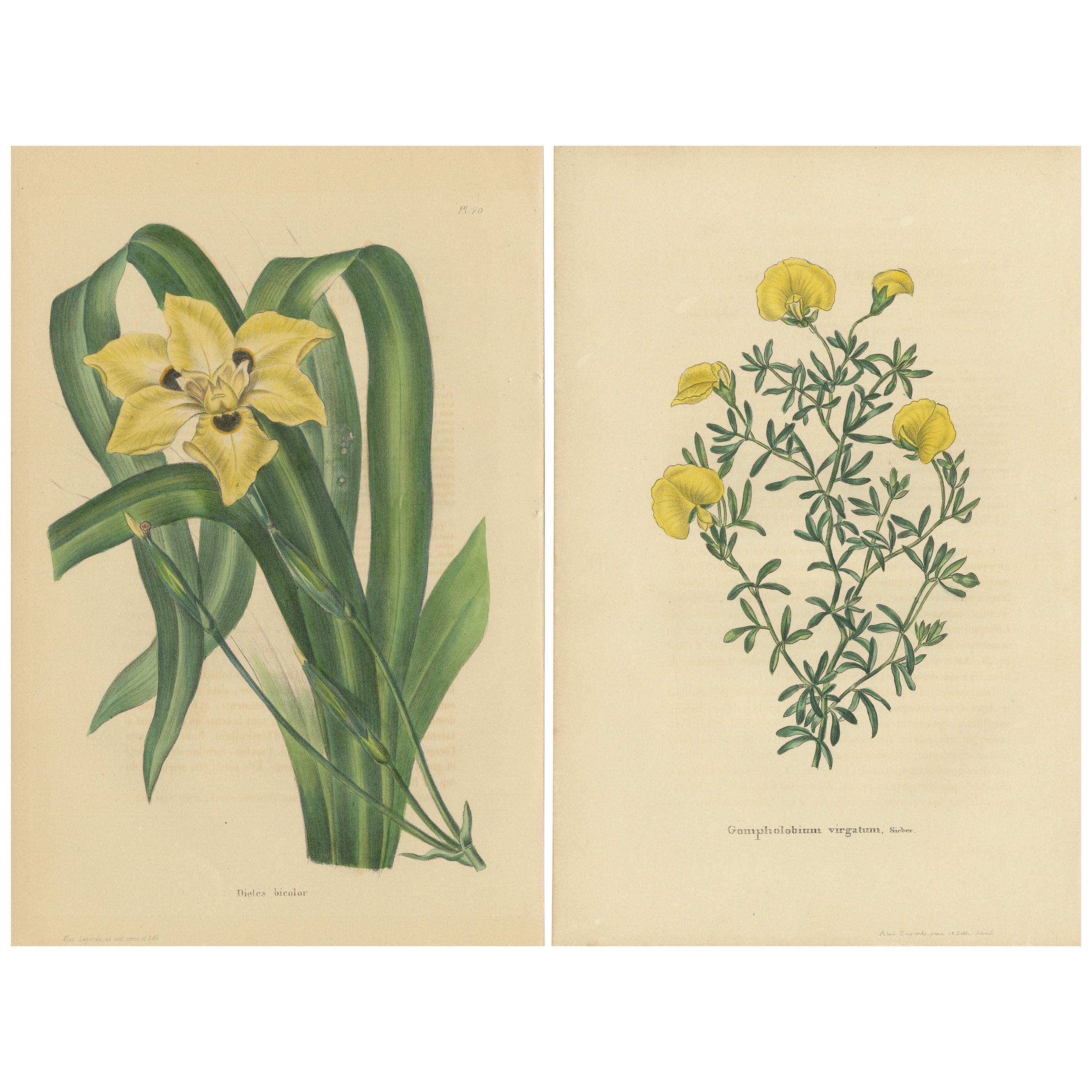 Set di 2 stampe botaniche antiche, pianta dietes bicolor, Gompholobium '1846'