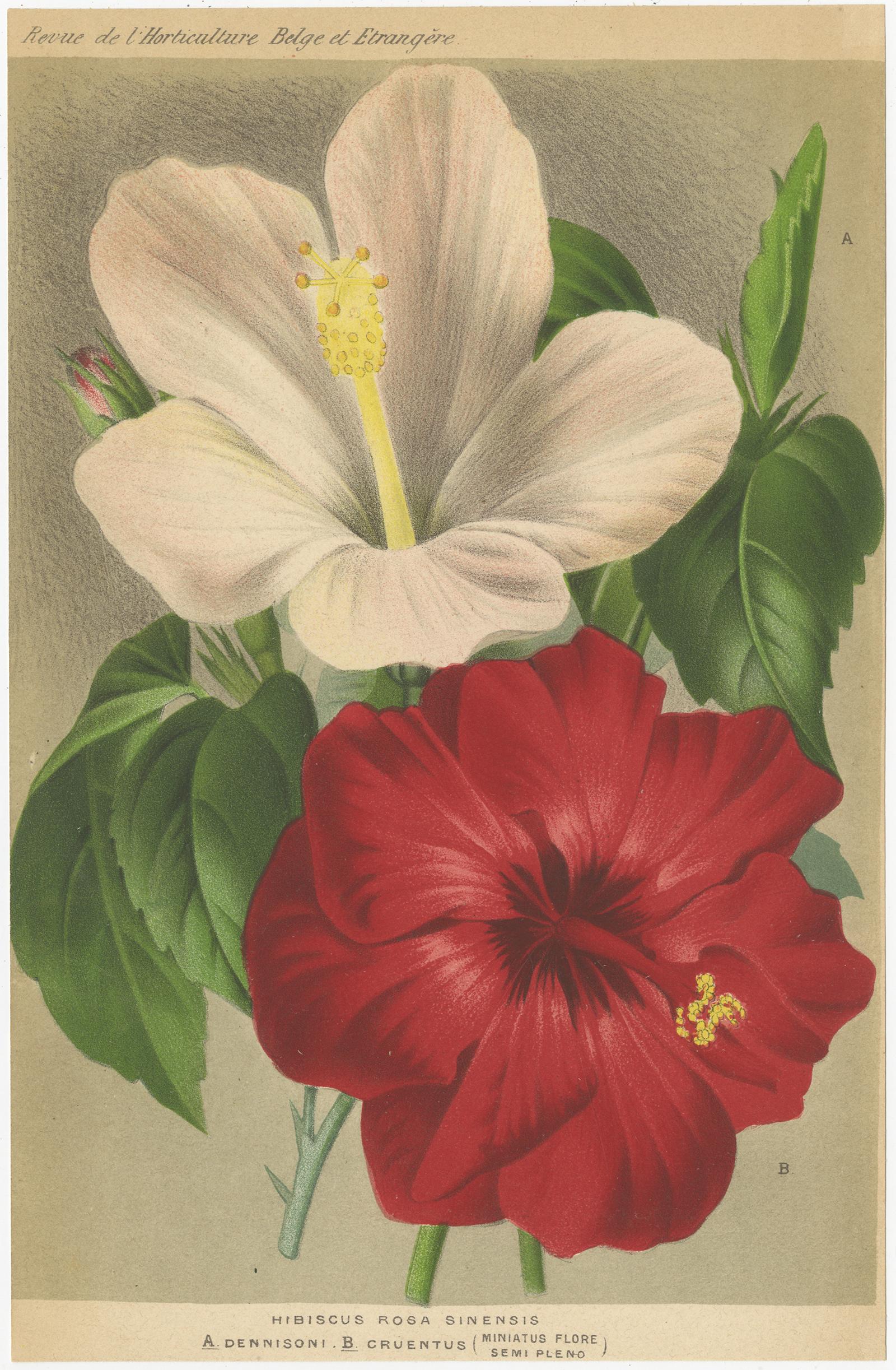 Set of two antique botany prints titled 'Hibiscus Rosa Sinensis - Pavonia Wioti'. It shows the Hibiscus rosa-sinensis and pavonia plant. These prints originate from 'Revue de l'Horticulture Belge et Étrangère', published between 1875 and 1914.