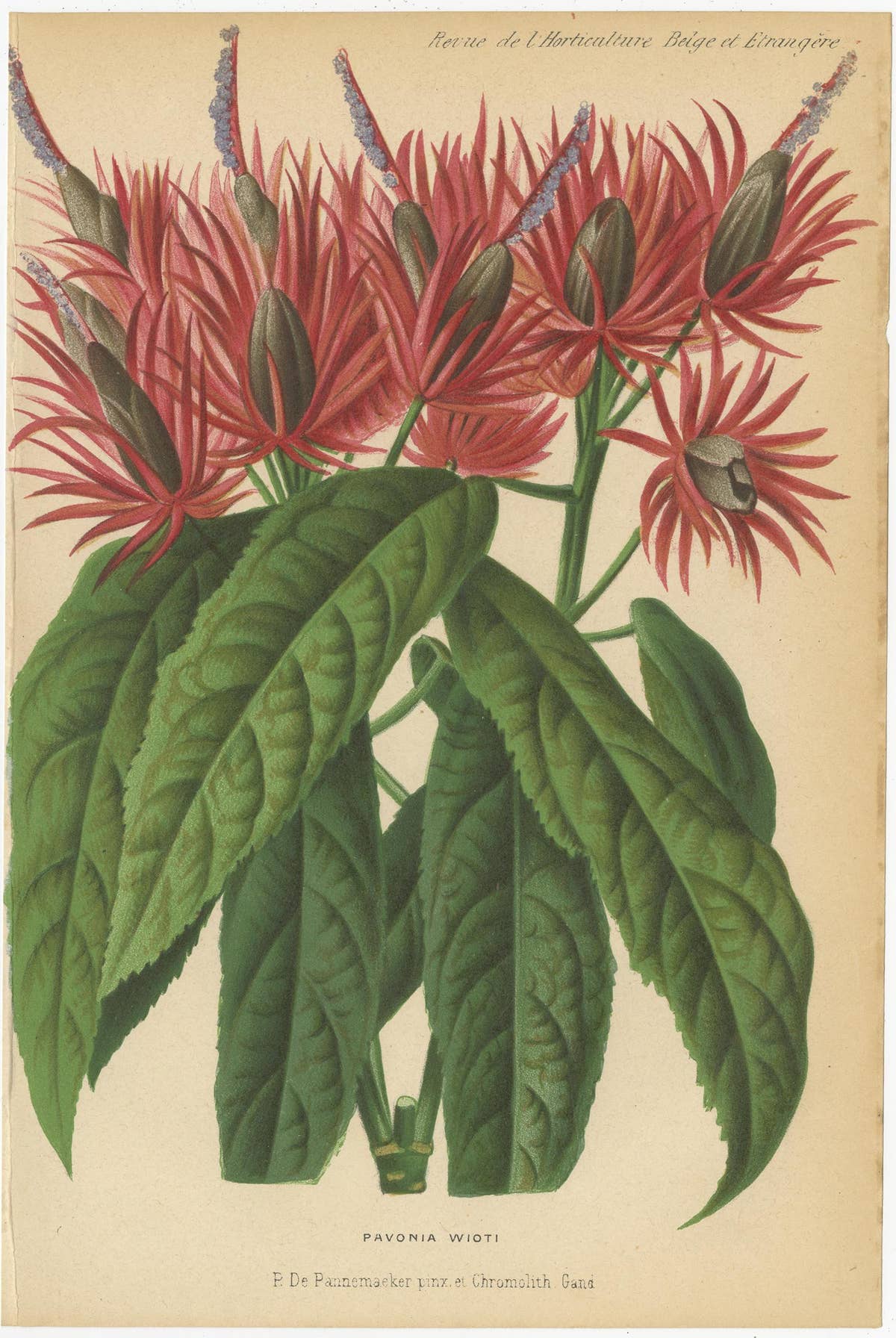 Set of 2 Antique Botany Prints, Hibiscus Rosa-Sinensis, Pavonia 'circa 1890'