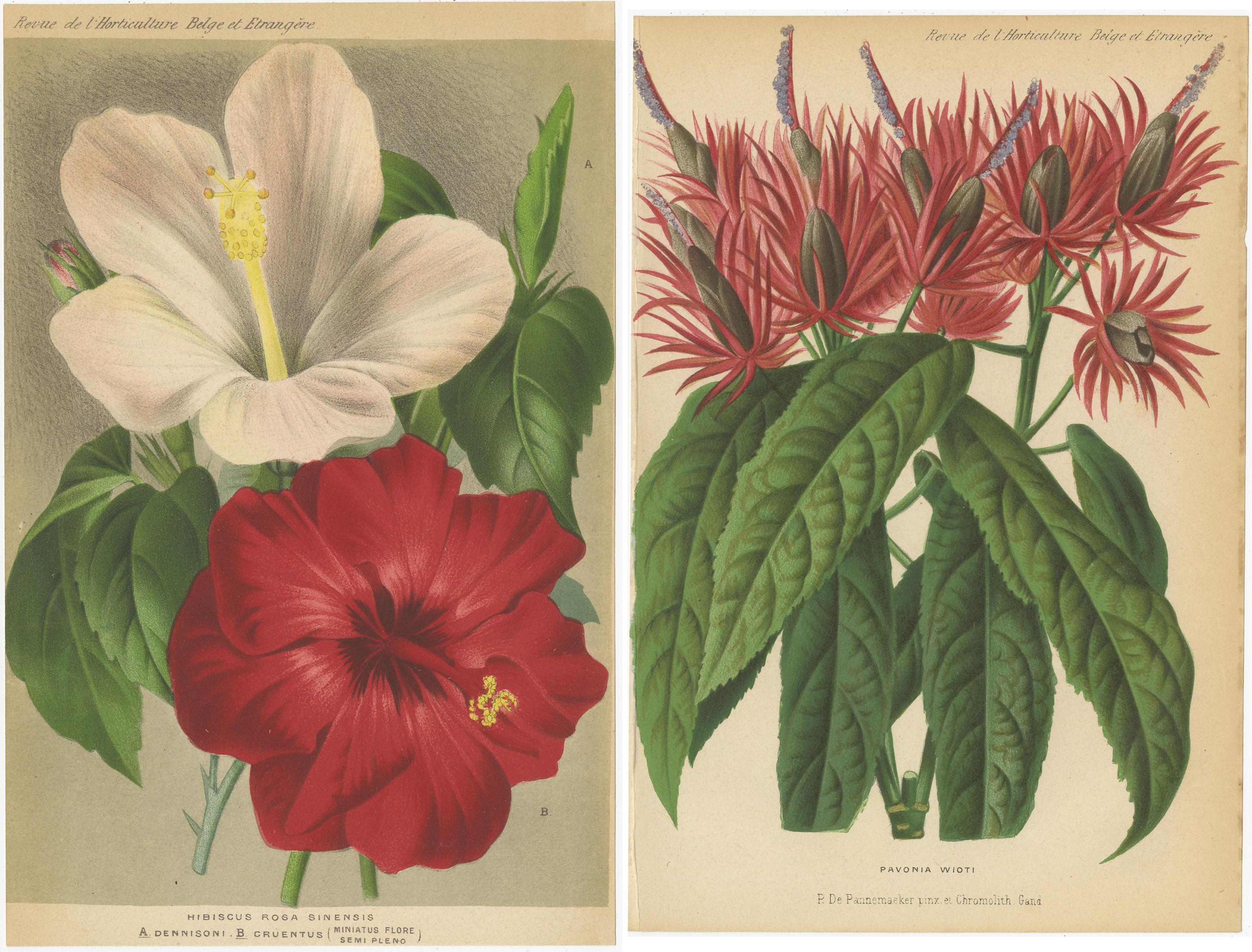 XIXe siècle Ensemble de 2 gravures botaniques anciennes:: Hibiscus Rosa-Sinensis:: Pavonia 'circa 1890' en vente
