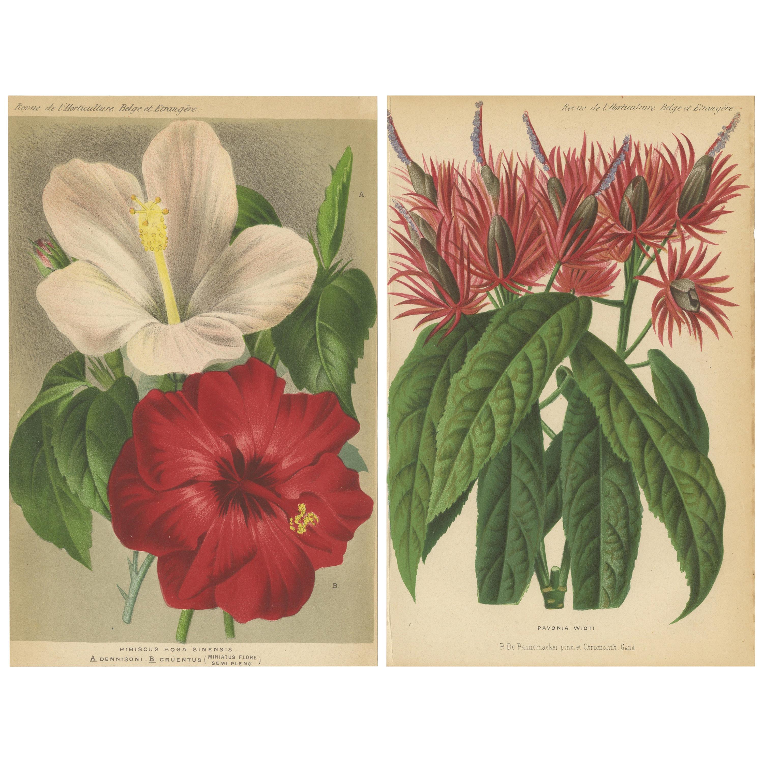 Set of 2 Antique Botany Prints, Hibiscus Rosa-Sinensis, Pavonia 'circa 1890' For Sale
