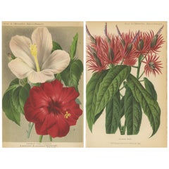 Ensemble de 2 gravures botaniques anciennes:: Hibiscus Rosa-Sinensis:: Pavonia 'circa 1890'