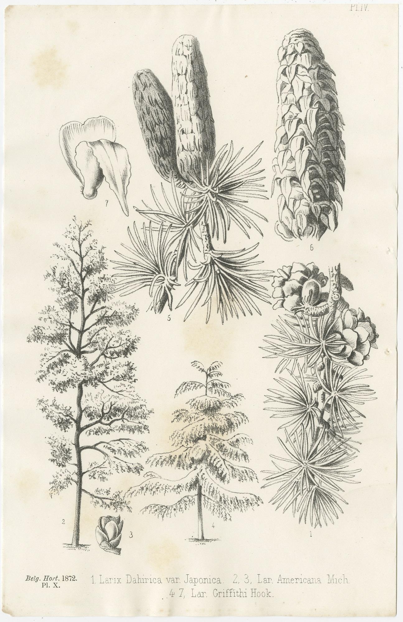 Set of two antique botany prints titled:

1) Larix Decidua
2) Larix Dahirica

These prints originate from various editions of 'La Belgique Horticole'.