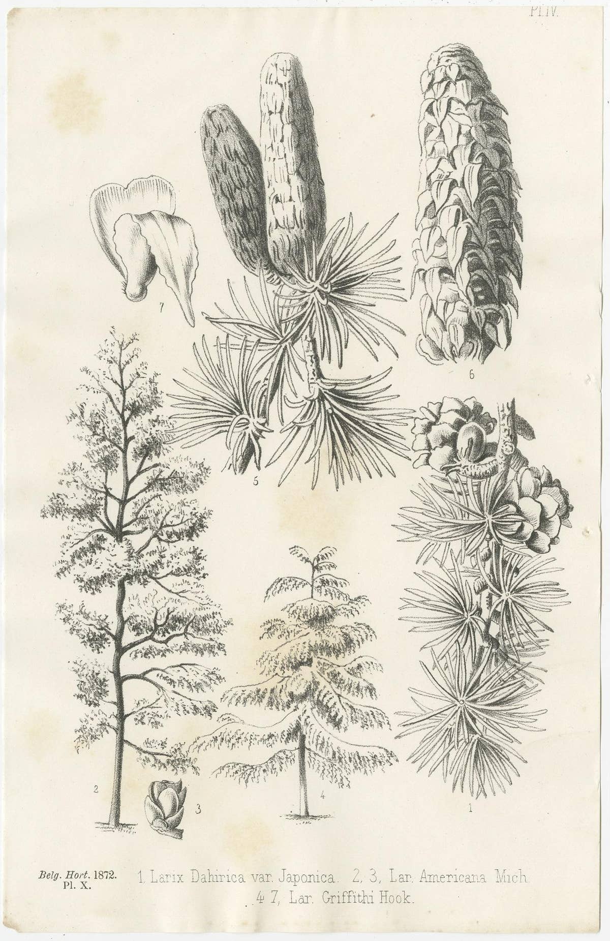 Set of 2 Antique Botany Prints, Larix Decidua 'c.1880'